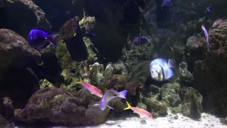 Schönes-Süßwasseraquarium-Mit-Grünpflanzen-Und-Vielen-Fischen