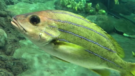 Schönes-Süßwasseraquarium-Mit-Grünpflanzen-Und-Vielen-Fischen