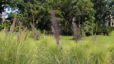 Stacheliges-Lila-Afrikanisches-Brunnengras-Weht-In-Einem-Luftigen,-Sonnigen-Garten
