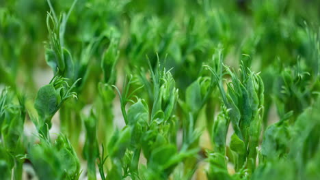Brotes-De-Plantas-De-Guisantes-Micro-Greens-Creciente-Lapso-De-Tiempo