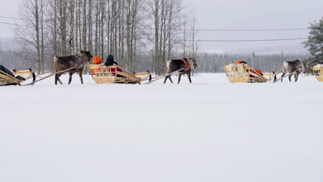 Tourists-Riding-On-A-Reindeer-Sleigh-In-Munio,-Finland-Near-Lapland