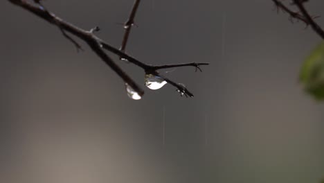 Close-up-of-raindrops-falling-from-a-branch,-drizzling-in-a-dreary-day