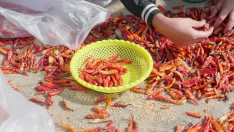 Close-up-shot-of-children-hand-selecting-chilies-at-An-Giang-province,-Vietnam