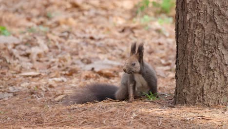 Eurasisches-Graues-Eichhörnchen-Sitzt-In-Der-Nähe-Eines-Baumstammes-Und-Isst-Eine-Nuss-In-Einem-Herbstlichen-Yanjae-wald,-Südkorea