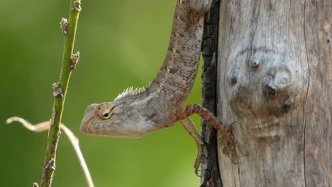 Lizard-waiting-for-pry-