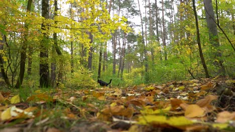 Powerful-dog-lands-in-front-of-camera-and-dashes-away-through-fall-forest