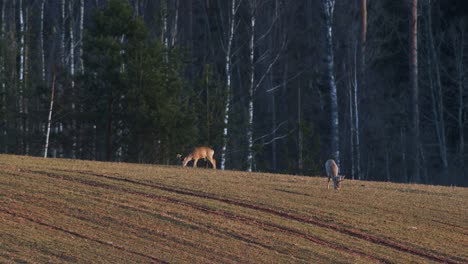 A-pair-of-roe-deers-feeding-on-winter-wheat-field