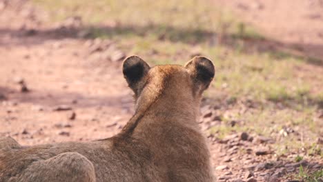 Backside-shot-of-lying-lion-cub-moving-its-ear-to-listen