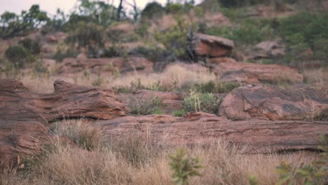 Black-backed-jackal-trotting-behind-red-rocks-in-african-savannah