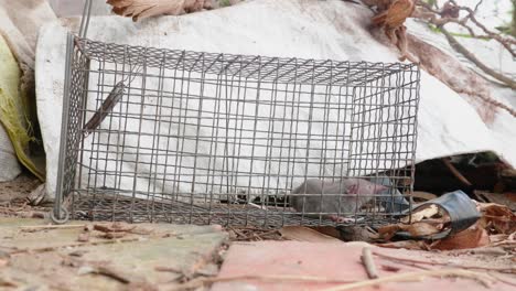 Selective-focus-to-rat-in-a-cage-at-home-or-office