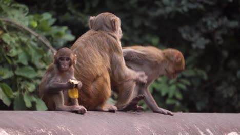 Un-Grupo-De-Monos-Sentados-En-Una-Tubería-Con-El-Mono-Bebé-Comiendo-Mientras-Los-Demás-Juegan-En-Una-Hermosa-Mañana-Soleada