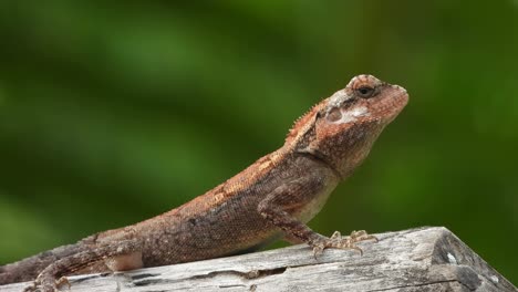 Lizard-in-forest-area-finding-food-