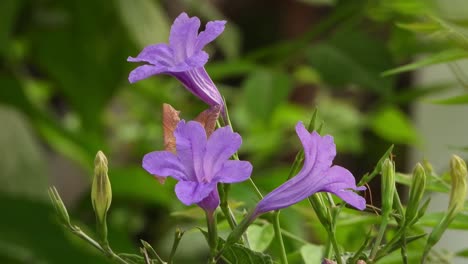 Schöne-Violette-Ruellia-Blüten
