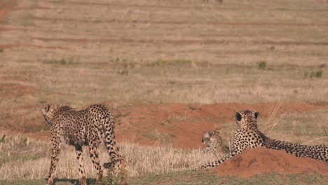 Group-of-cheetahs-observing-savannah-grassland,-getting-ready-to-hunt