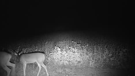 Whitetail-deer-doe-and-yearling-walking-along-the-edge-of-a-soybean-field-after-dark-in-late-fall-after-dark-in-central-Illinois