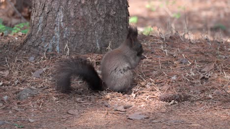 Korean-tree-squirrel-eating-nut-by-the-base-of-the-pine-tree-in-Yangjae-forest,-South-Korea