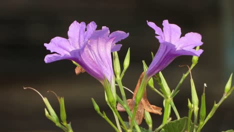 Beautiful-Violet-Ruellia-flowers-home-