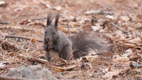 Korean-Grey-Squirrel-gnaws-pine-nuts-on-the-ground-in-forest