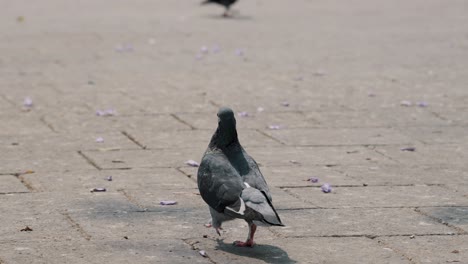 Pigeon-Walking-On-The-Ground-In-The-Park-In-Antigua-Guatemala---close-up