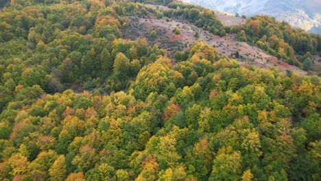 Wilder-Wald-Und-Wiesen-Auf-Alpiner-Landschaft-Mit-Buntem-Laub-Im-Herbst