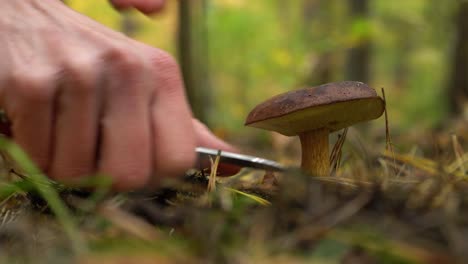 Bay-bolete-being-cut-off-with-a-pocket-knife