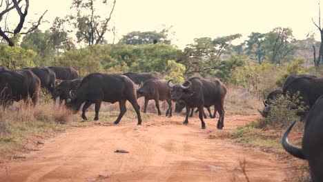 Grazing-african-buffalo-herd-crossing-dirt-road-in-safari-woodland