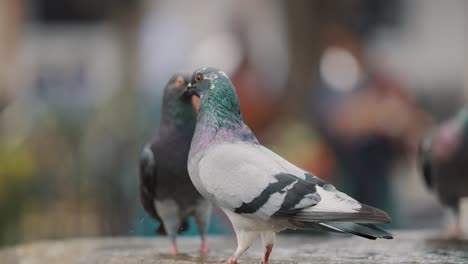 Thirsty-Pigeons-Standing-And-Drinking-Water-On-A-Concrete-Surface-Of-A-Water-Fountain-In-A-Park