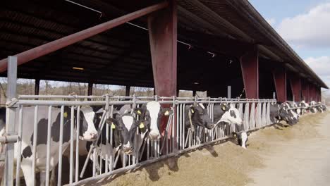 Cows-feeding-process-on-modern-farm