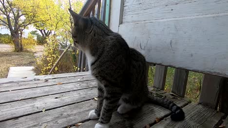 Cute-tabby-cat-relaxing-on-the-porch-after-eating-on-a-sunny-day-during-spring-in-the-country
