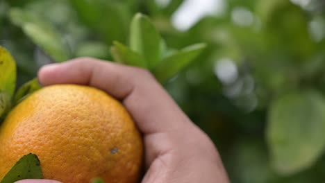 farmer's-hand,-easily-cuts-an-orange-on-the-tree