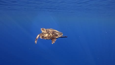 Beautiful-adult-sea-turtle-swimming-in-the-deep-blue--Underwater