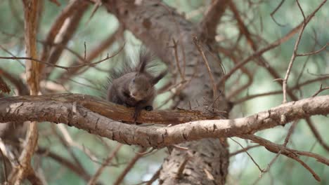 Eurasian-Grey-Squirrel-or-Abert's-squirrel-resting-on-a-pine-tree-branch