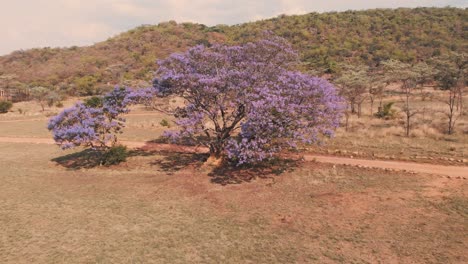 Blossoming-Jacaranda-purple-tree-by-dirt-road-in-african-savannah