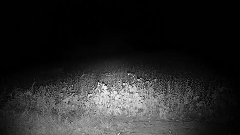 Small-whitetail-deer-buck-grazing-in-the-distance-in-the-woods-in-late-fall-after-dark-in-central-Illinois