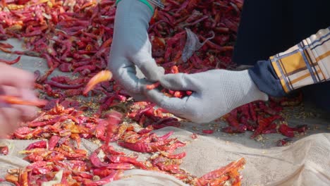 Close-up-shot-of-girl-hand-worker-selecting-harvested-chilies-at-An-Giang-province,-Vietnam