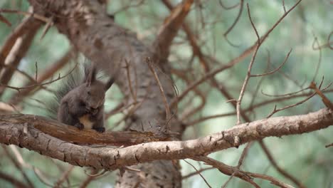Ein-Graues-Eichhörnchen-Sitzt-Auf-Dem-Kiefernzweig-Und-Frisst-Eine-Nuss-In-Einem-Wald,-Wildes-Tier