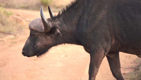 Afrikanischer-Büffel-Mit-Großen-Hörnern,-Die-Unbefestigte-Straße-In-Savannensafari-überqueren