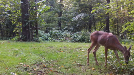 Female-Whitetail-and-her-yearling-eating-clover-in-a-clearing-the-the-woods-when-her-other-yearling-romps-into-view