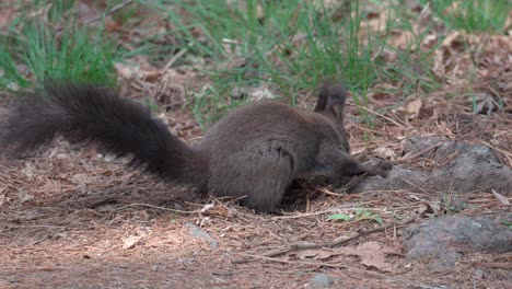 Graues-Eichhörnchen,-Das-Im-Frühlingswald-Nach-Gefallenen-Pinienkernen-Auf-Dem-Boden-Sucht