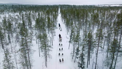 Aerial-View-Of-Huskies-Sledding-Between-The-Trees-At-Winter-In-Muonio,-Lapland,-Finland