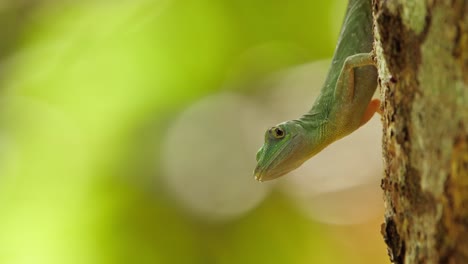 Green-Anolis-lizard-watches-the-insects-flying-around-as-it-is-facing-downwards-from-the-tree