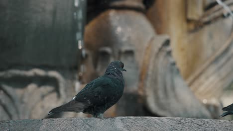 A-Rock-Pigeon-Staying-Still-On-A-Water-Fountain-In-Antigua,-Guatemala--Selective-Focus