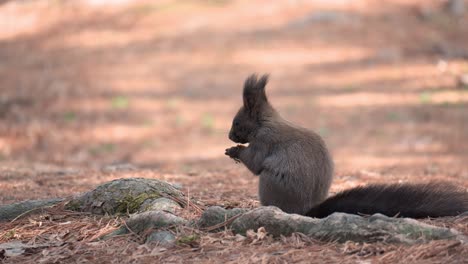 Eurasian-Gray-Squirrel-eating-pine-nut-sitting-by-the-tree-root-with-fallen-leaves-and-needles---back-view