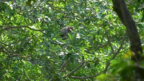 Mono-Escondido-Sentado-Solo-Y-Comiendo-Entre-árboles-En-Un-Bosque