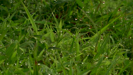 Closeup-shot-of-dews-on-the-grass-in-morning