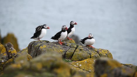 Small-group-of-Atlantic-Puffins-sitting-on-the-rocks-on-the-side-of-the-ocean-spreading-their-wings