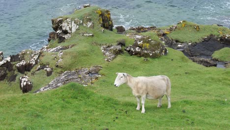 White-sheep-on-a-hill-feeding-and-walking-at-Isle-of-Skye-in-Scotland,-UK-with-water-waves-in-the-background