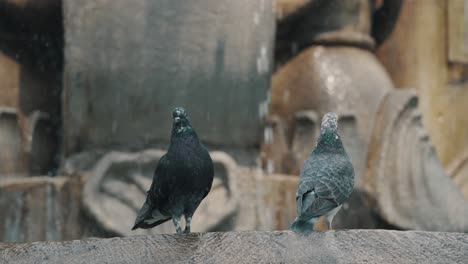 A-Pair-Of-Black-And-Gray-Pigeons-Standing-By-The-Edge-Of-A-Stone-Fountain-With-Dripping-Water-To-Cool-Down-On-A-Hot-Sunny-Day