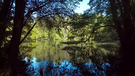 A-pond-with-flying-wild-ducks-and-a-forest-seen-from-an-overgrown-dark-shore