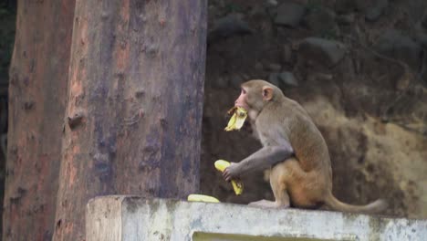 Vista-De-Un-Mono-Ocupado-Comiendo-Plátano-Y-Saltando-Sobre-Un-árbol-Con-Comida-En-La-Boca